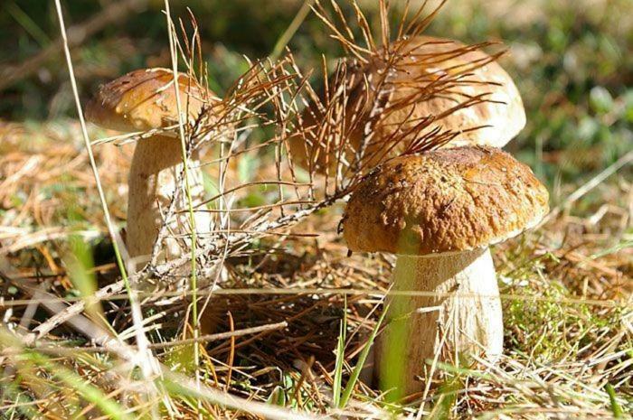 Вилла Agro-Wda Czarna Woda Экстерьер фото